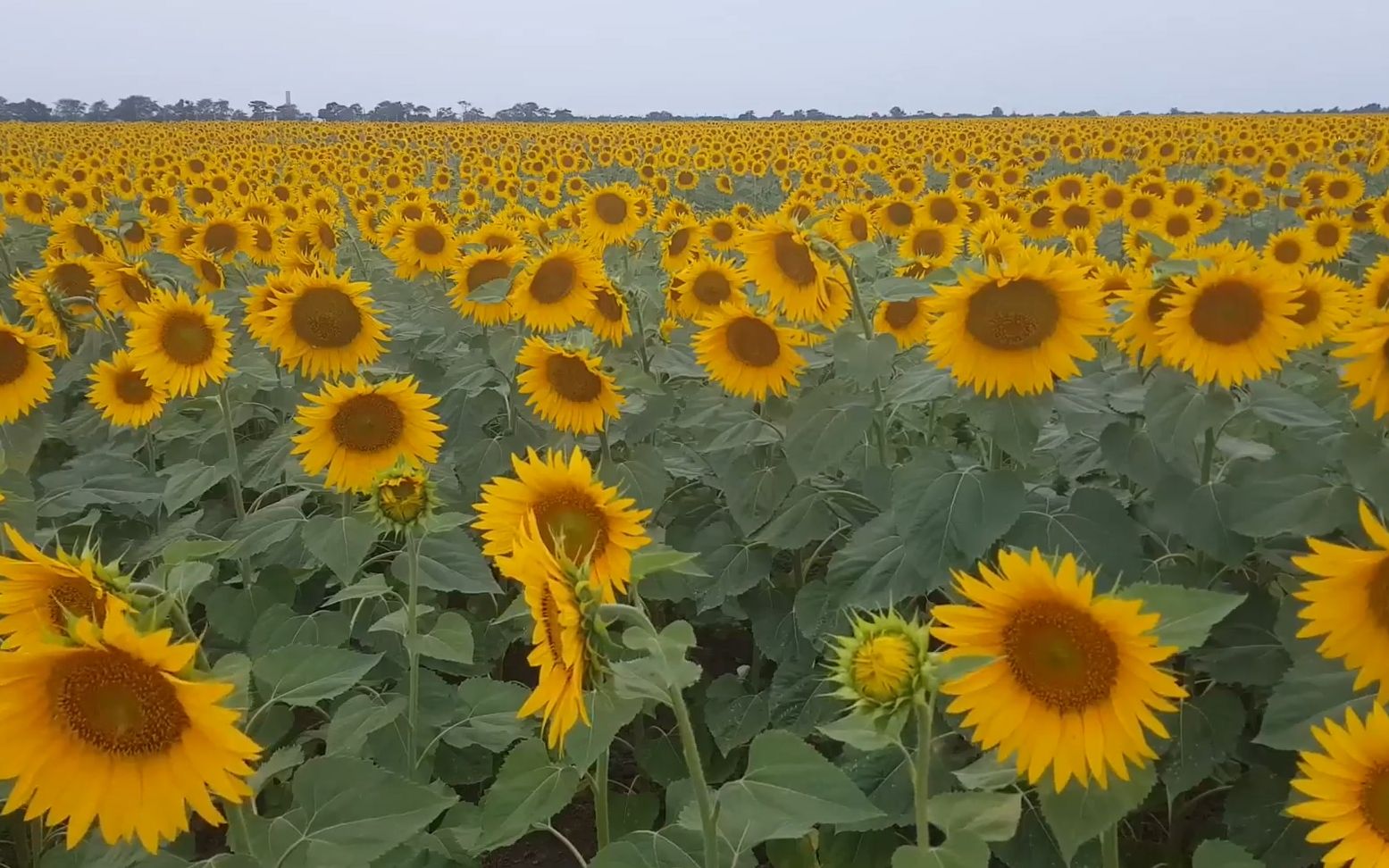 [图]v331 2k画质超唯美向日葵太阳花花园大自然景色风景野外微电影电视剧空镜头视频素材 灯光秀 幼儿园晚会