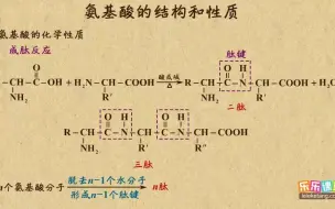 Download Video: 《8》氨基酸的结构和性质