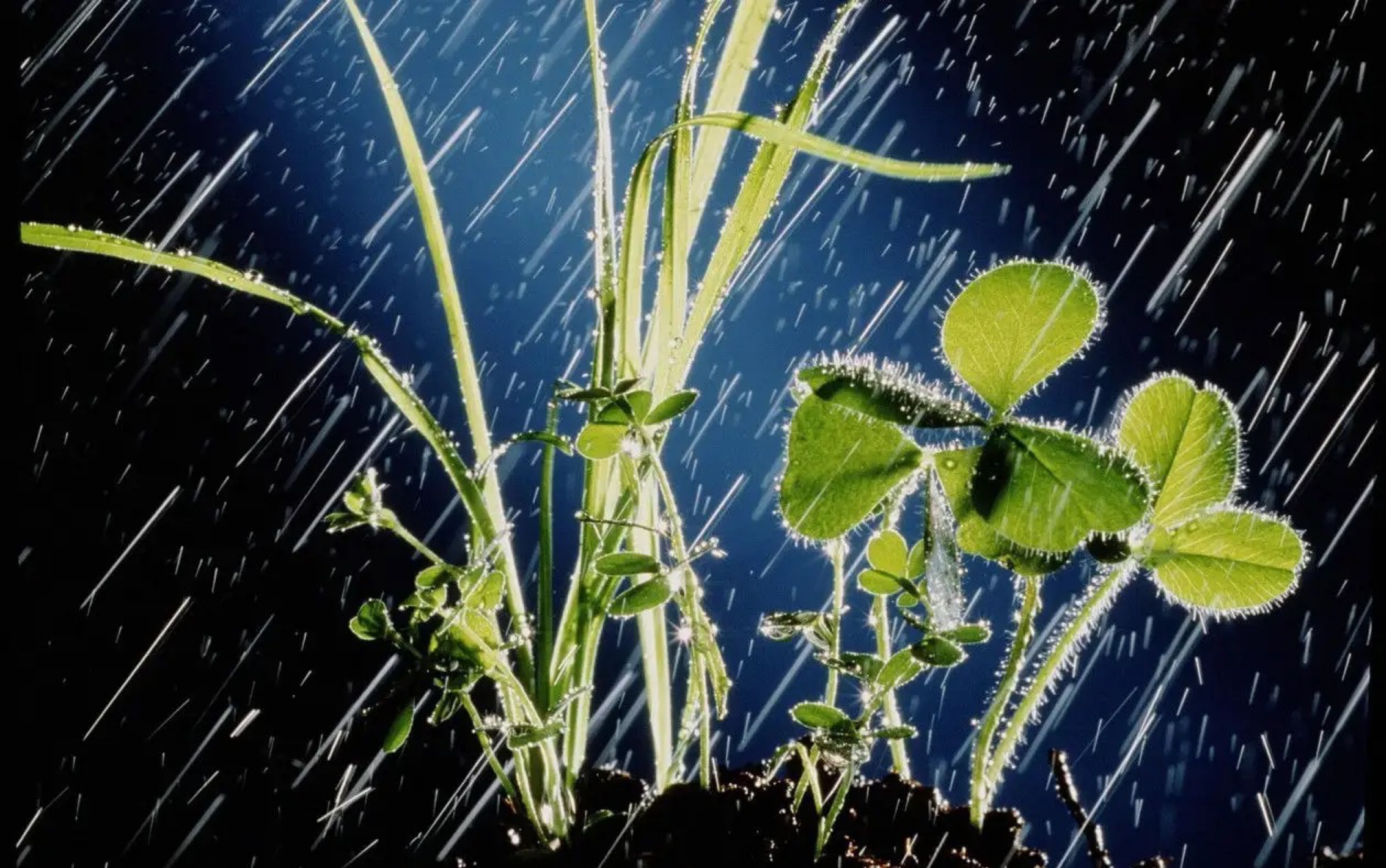 秋天的雨图片景色图片