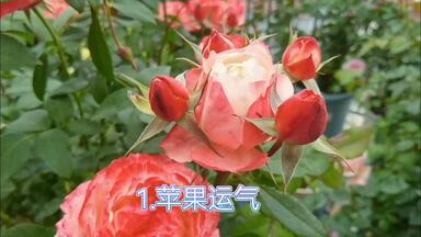 月季：凡尔赛玫瑰_哔哩哔哩_bilibili