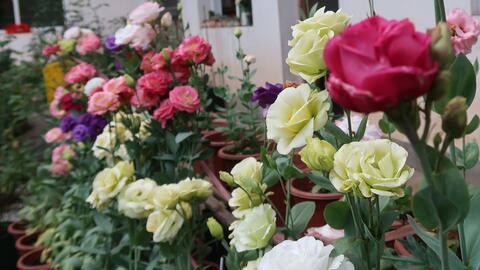 播种一年多 洋桔梗终于开花了 哔哩哔哩