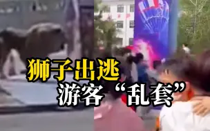 Tải video: 马戏表演时狮子出逃，吓得游客四散逃离