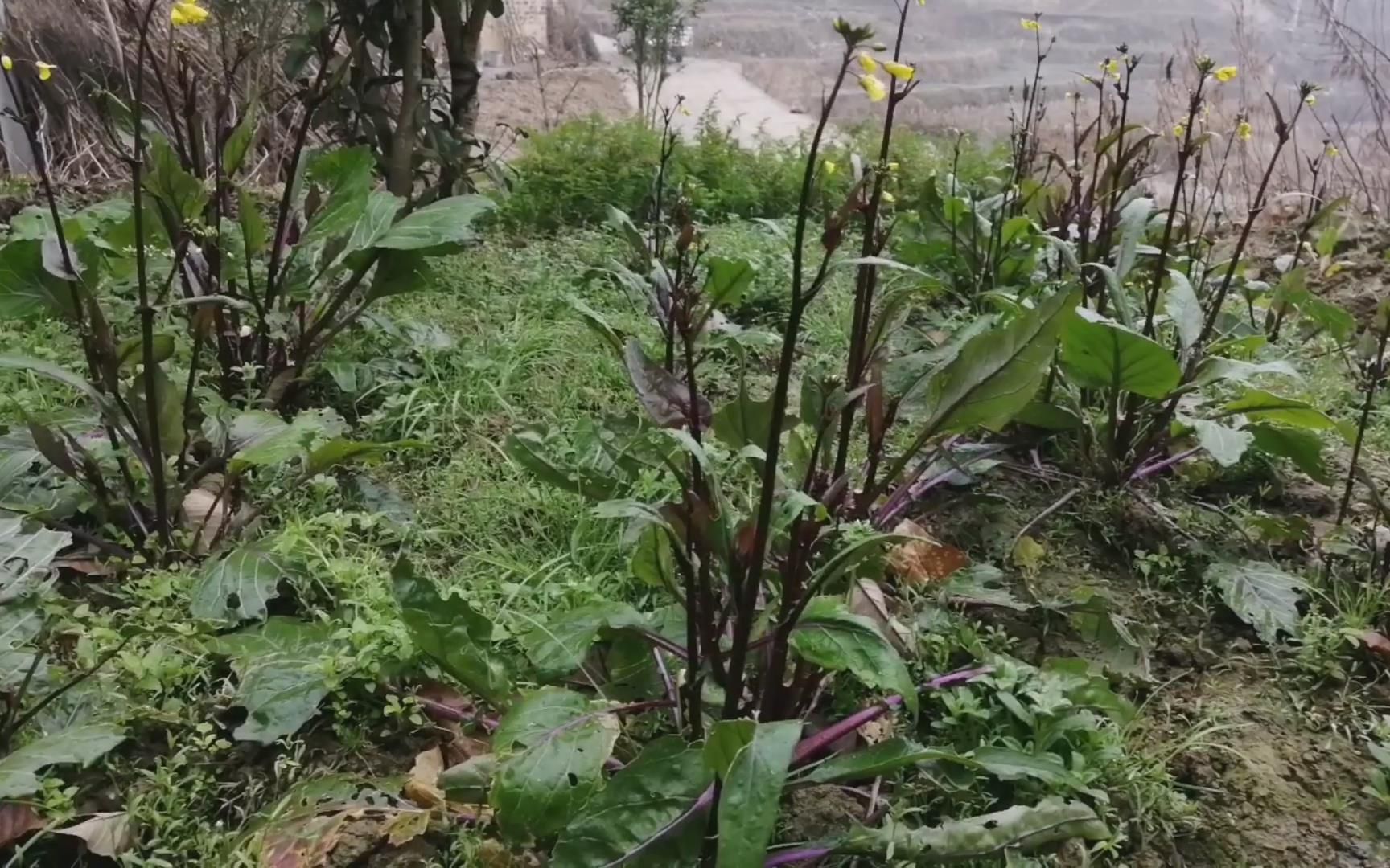 湖南人爱吃的红菜苔越摘越长,农村生活就是惬意,想吃地里摘