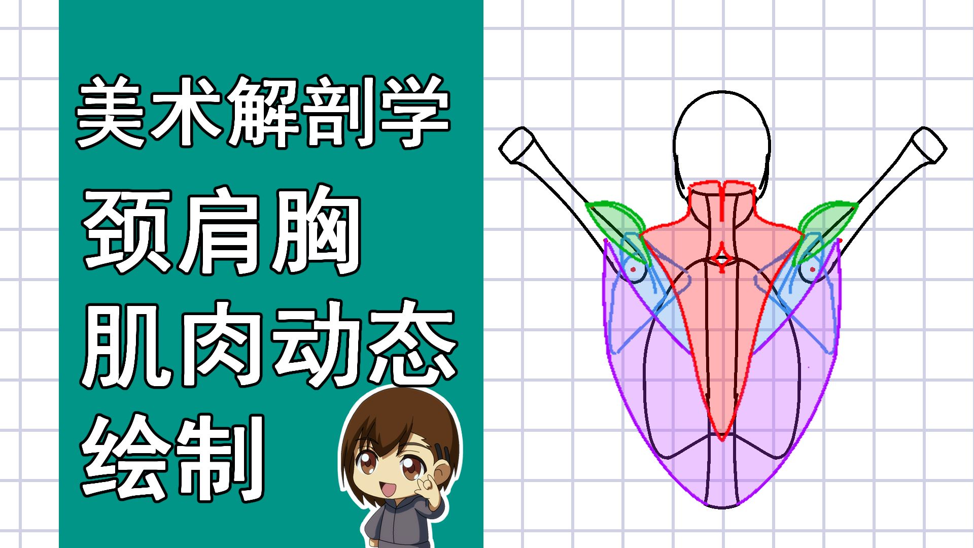 美术解剖学-47-颈肩胸动态肌肉绘制