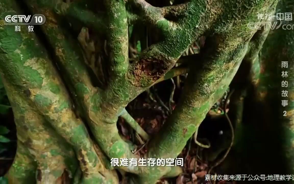 [图]热带雨林中的“绞杀现象”.mp4