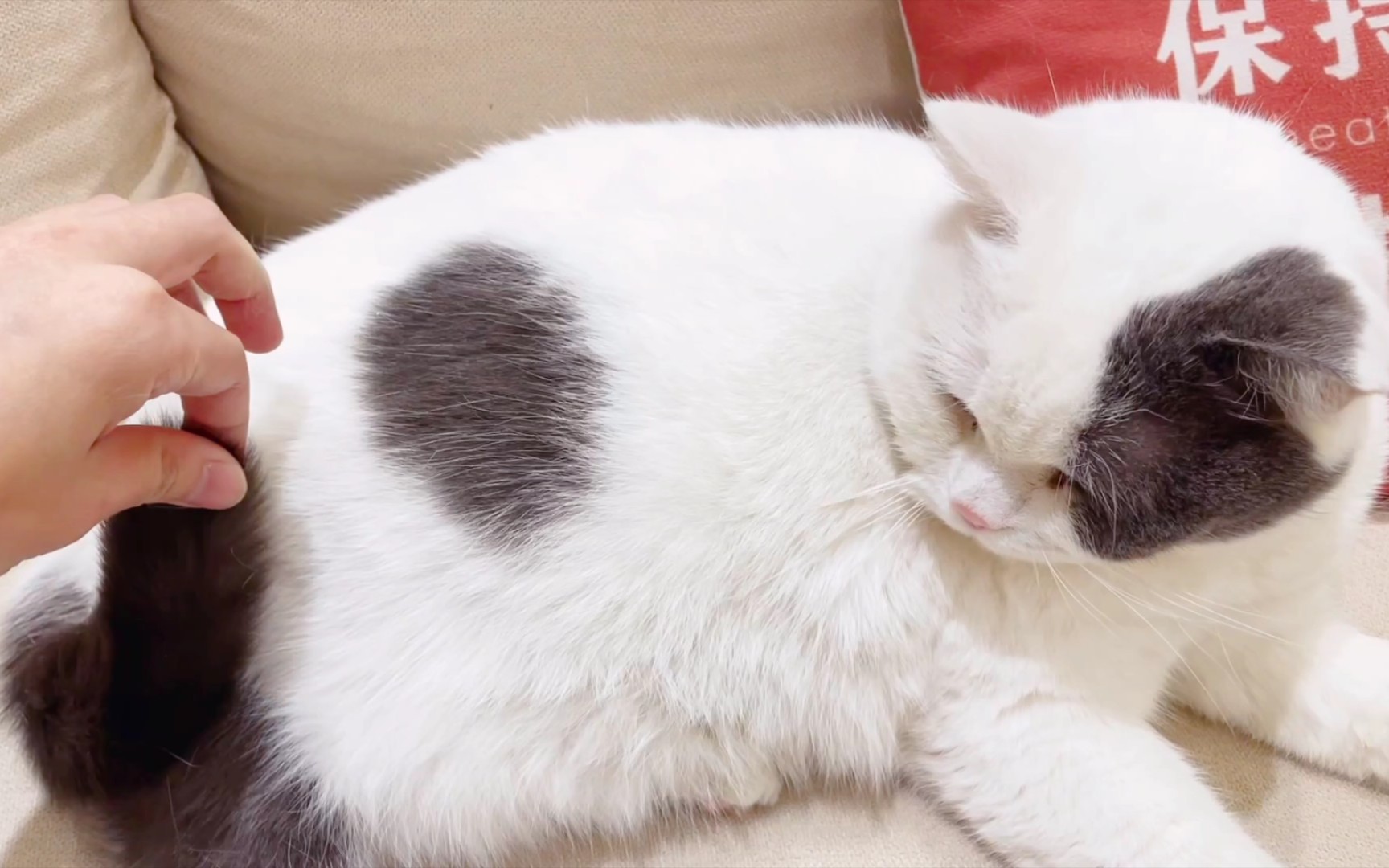 活动作品rua猫时刻小猫咪的尾巴下到底有什么