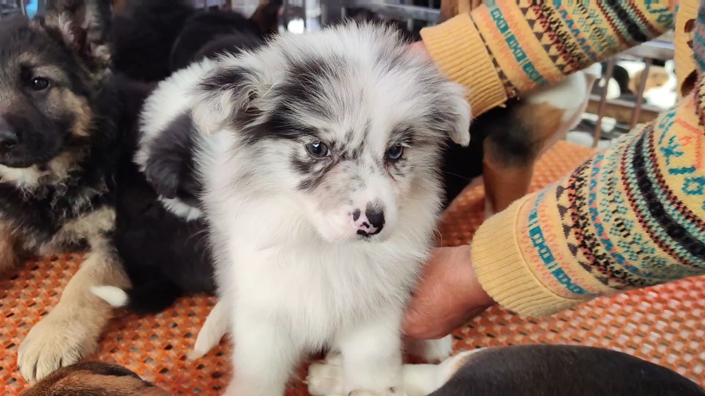 今天给老铁安排一条陨石色的边牧