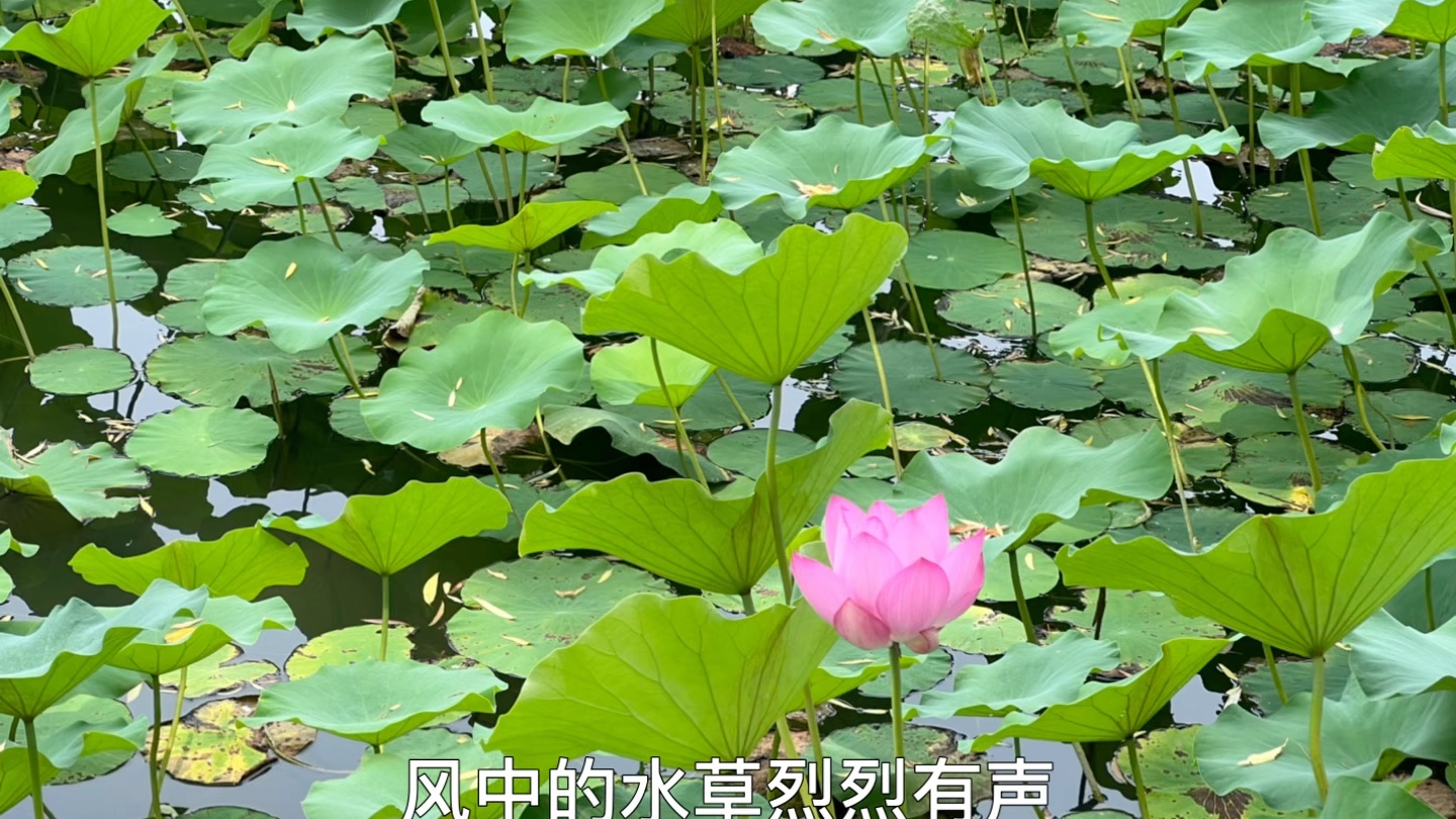 [图]忆王孙·夏词（诗朗诵）