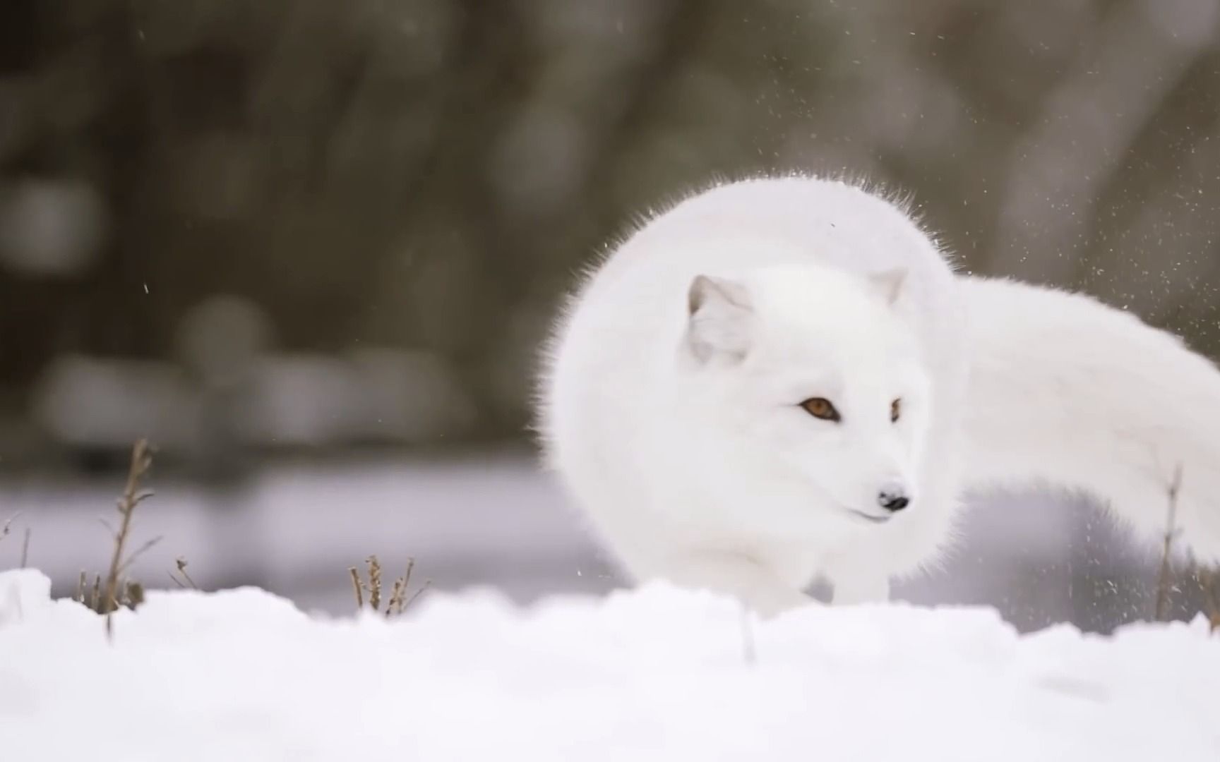 【狐狸】雪地里的北极狐!哔哩哔哩bilibili