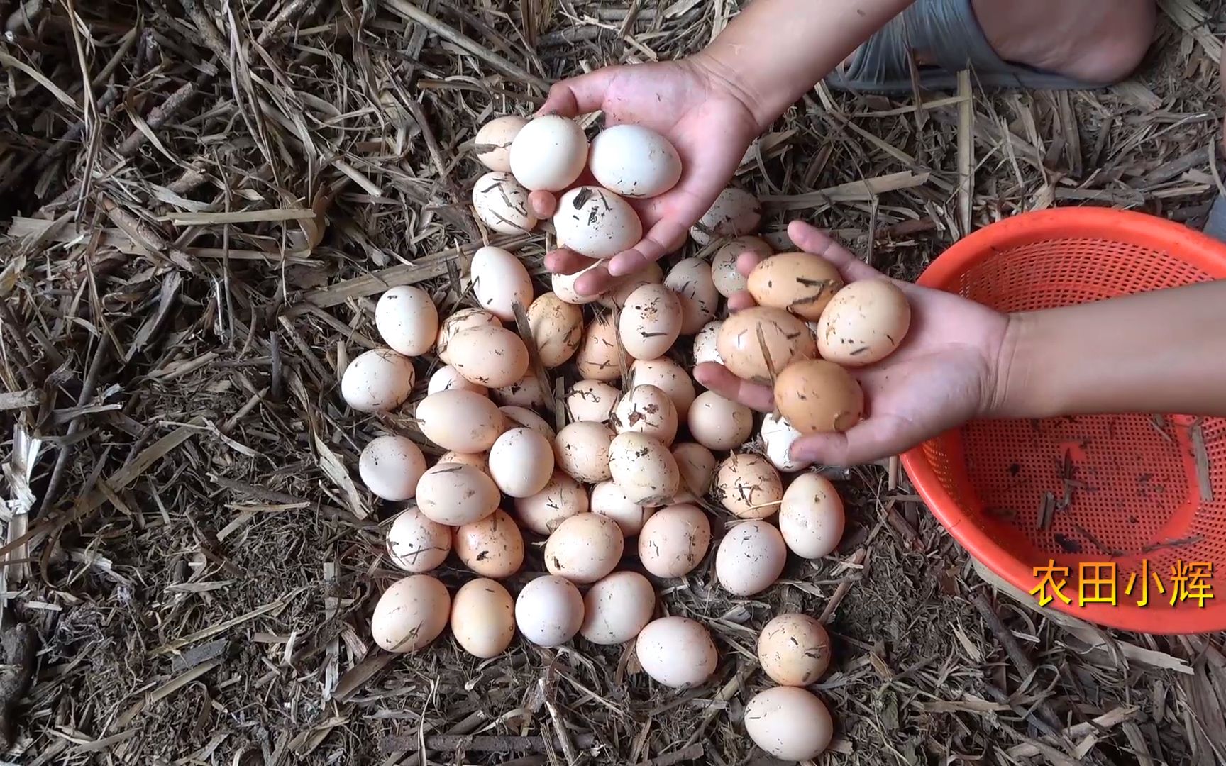 农村婆婆养了20只土鸡,小伙去野外捡鸡蛋,没想到有意外收获