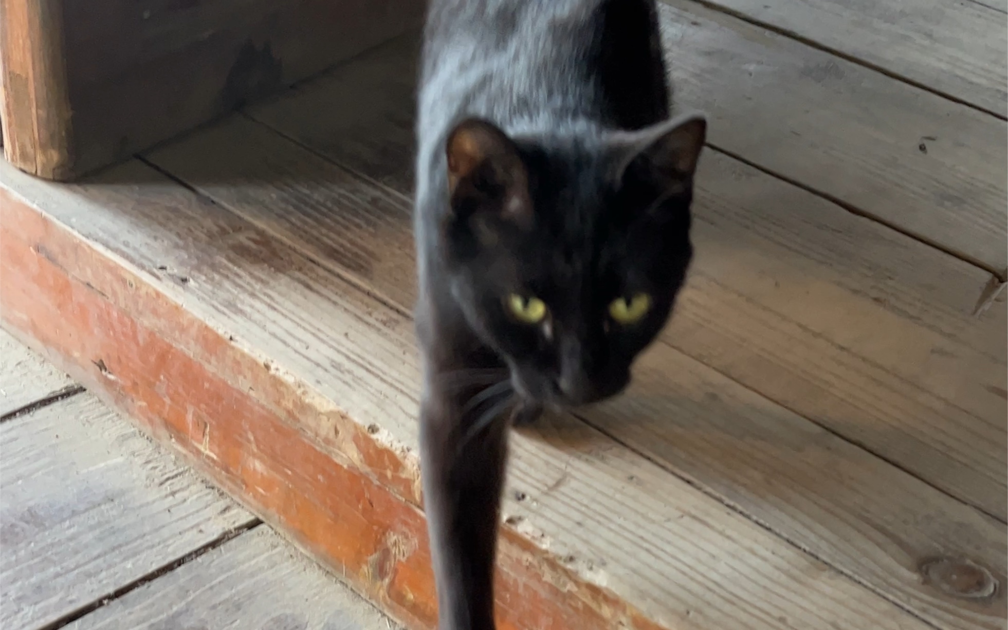 襄阳唐城偶遇《妖猫传》黑猫