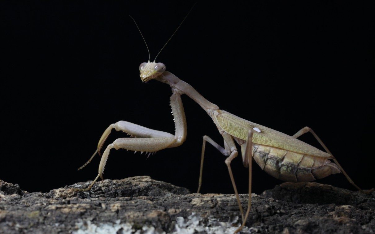 决斗绿巨螳vs金环胡蜂