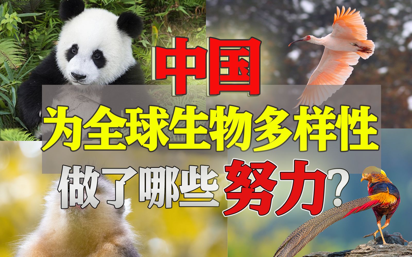 [图]中国特有种举世瞩目！我们为全球生物多样性做了哪些努力？