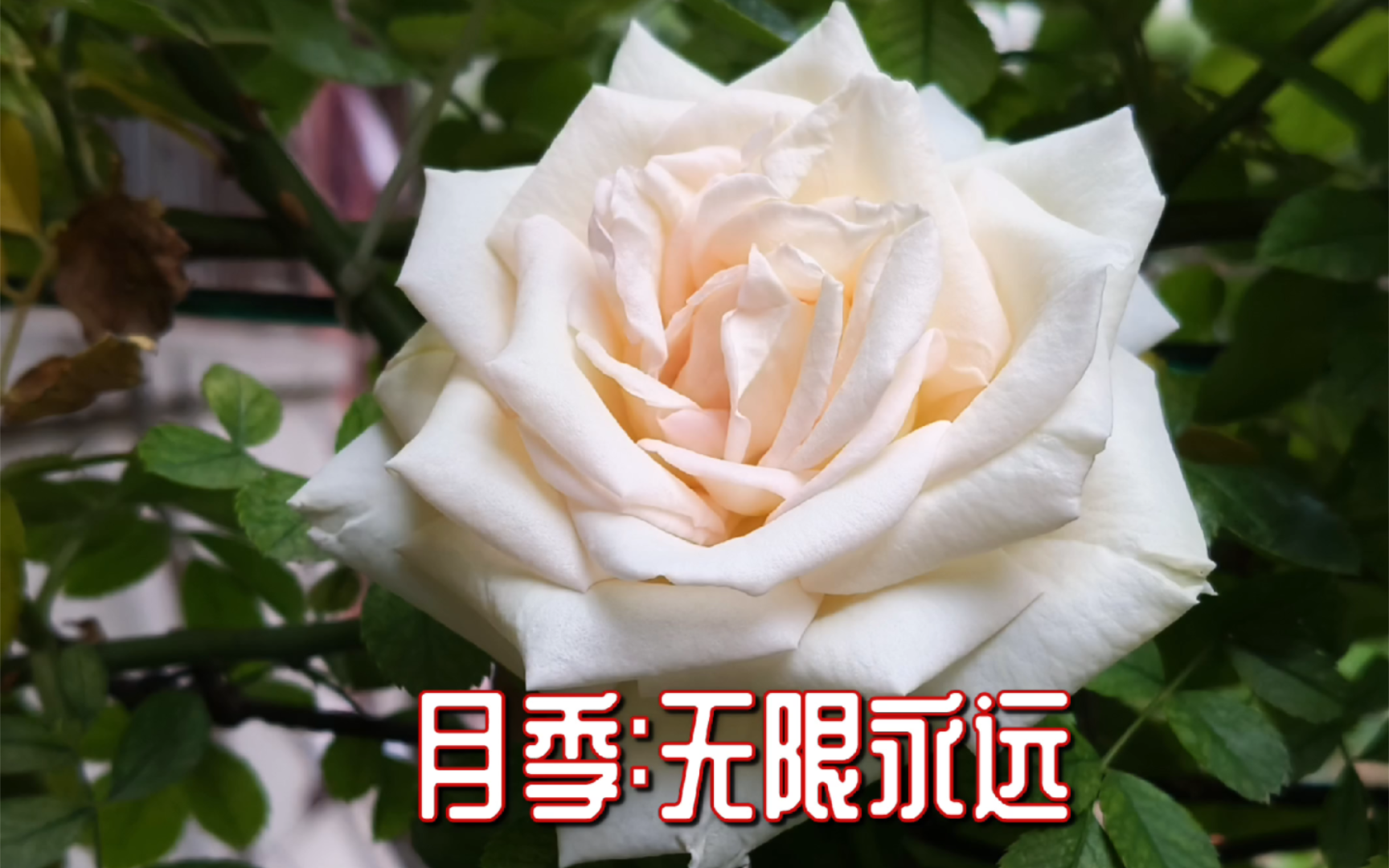 【月季:无限永远】花朵初开时是白色的,带一点淡淡的米黄色,随着花朵