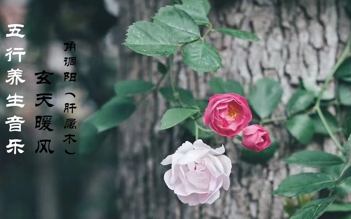 [图]五行养生音乐 玄天暖风-角调阳（肝属木）