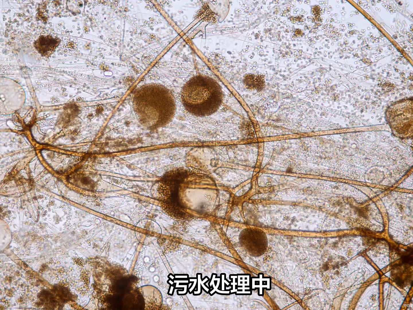 看!微生物奇兵:丝状菌在污水处理中的大作用哔哩哔哩bilibili