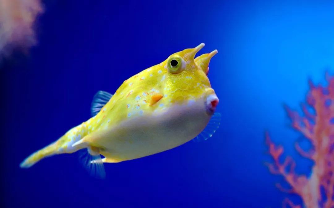 怪怪水族馆特殊鱼类图片