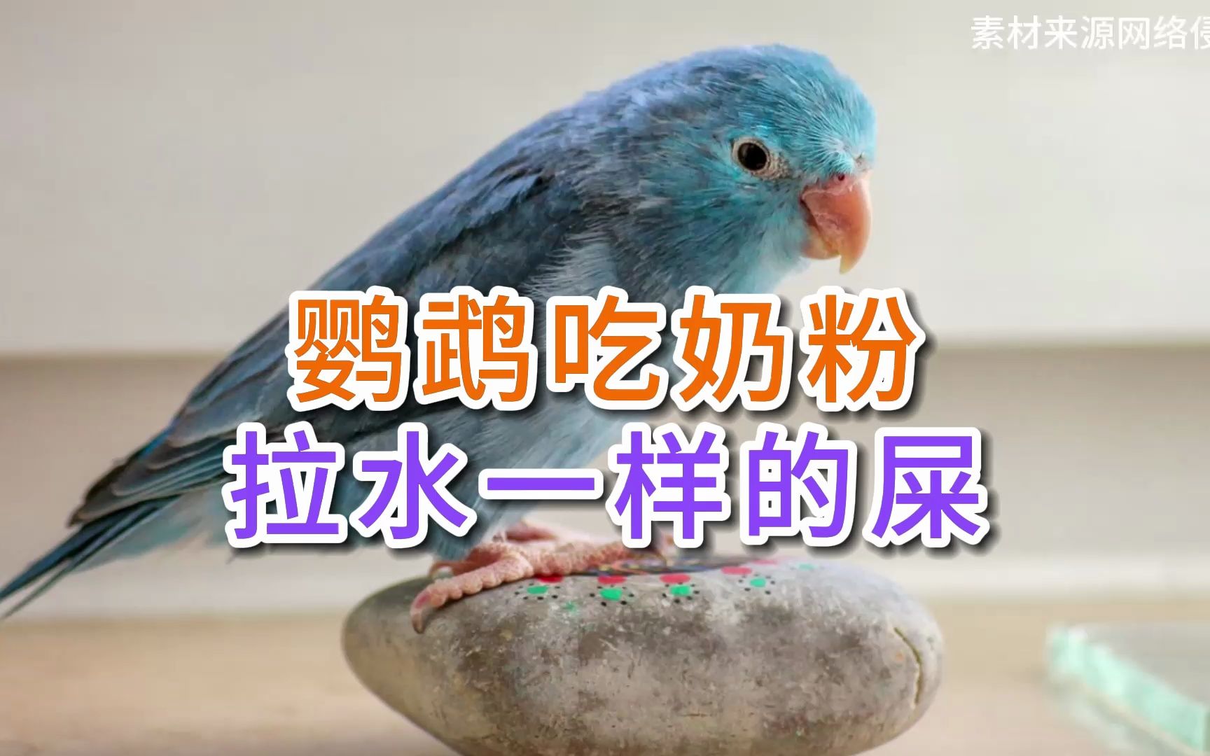 鹦鹉吃奶粉拉水一样的屎