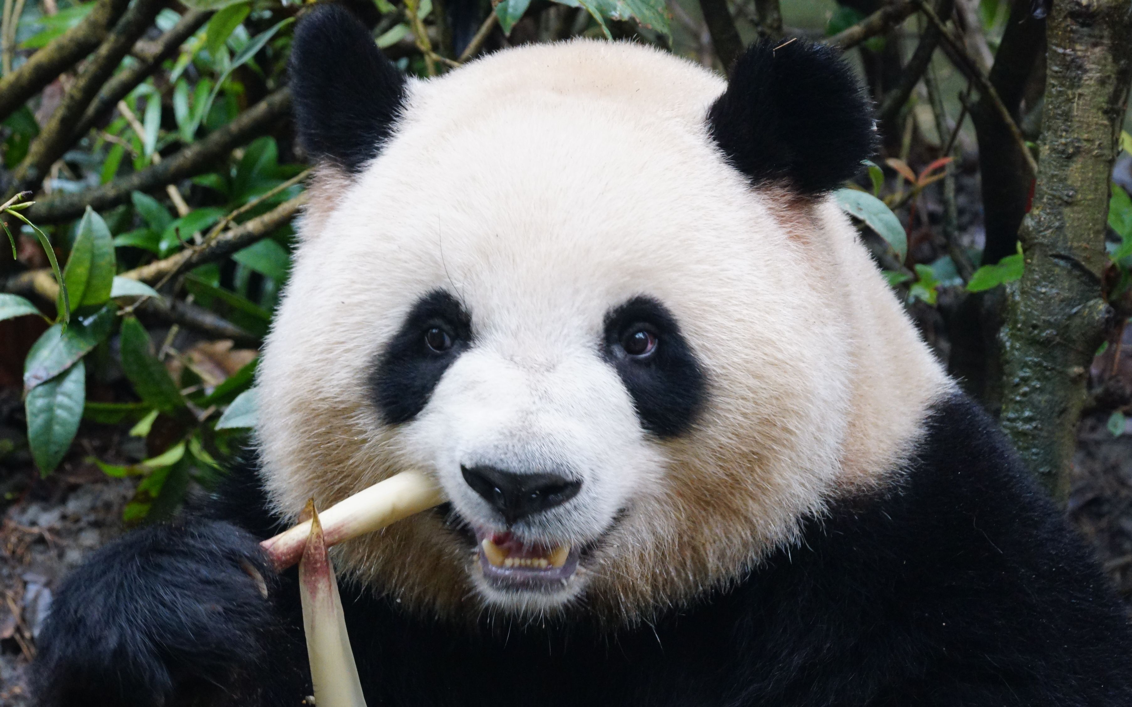 梅兰肉肉吃饭不积极思想有问题