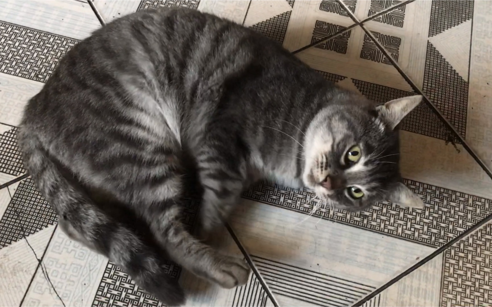 灰色狸花猫日常