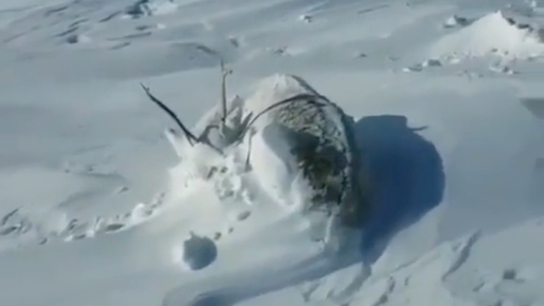 [图]雪后的驯鹿苏醒