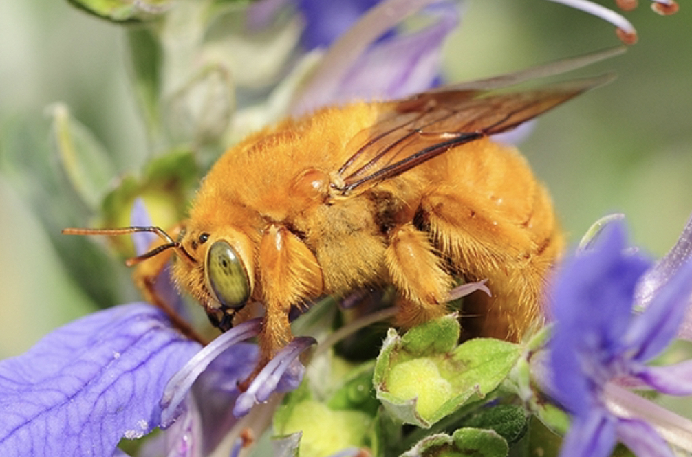 山谷木蜂 Xylocopa sonorina (yt@robirwin1958哔哩哔哩bilibili