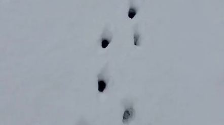 雪地里小狗的脚印图片