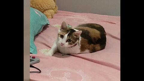 大人 请用猫 哔哩哔哩 大人 请用猫 哔哩哔哩