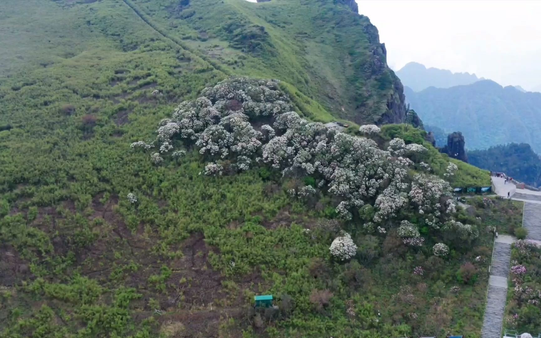 [图]究竟是神农架杜鹃花漂亮还是麻城的杜鹃花漂亮？