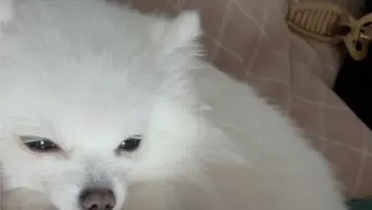 准备要二胎，向老大征求意见。