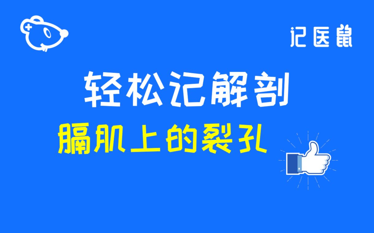 71 解剖 轻松记 膈肌上的裂孔哔哩哔哩bilibili