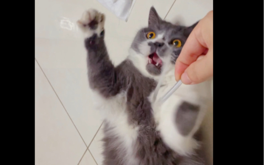 跟八嘎猫玩,前摇太长,结束太快_哔哩哔哩_bilibili