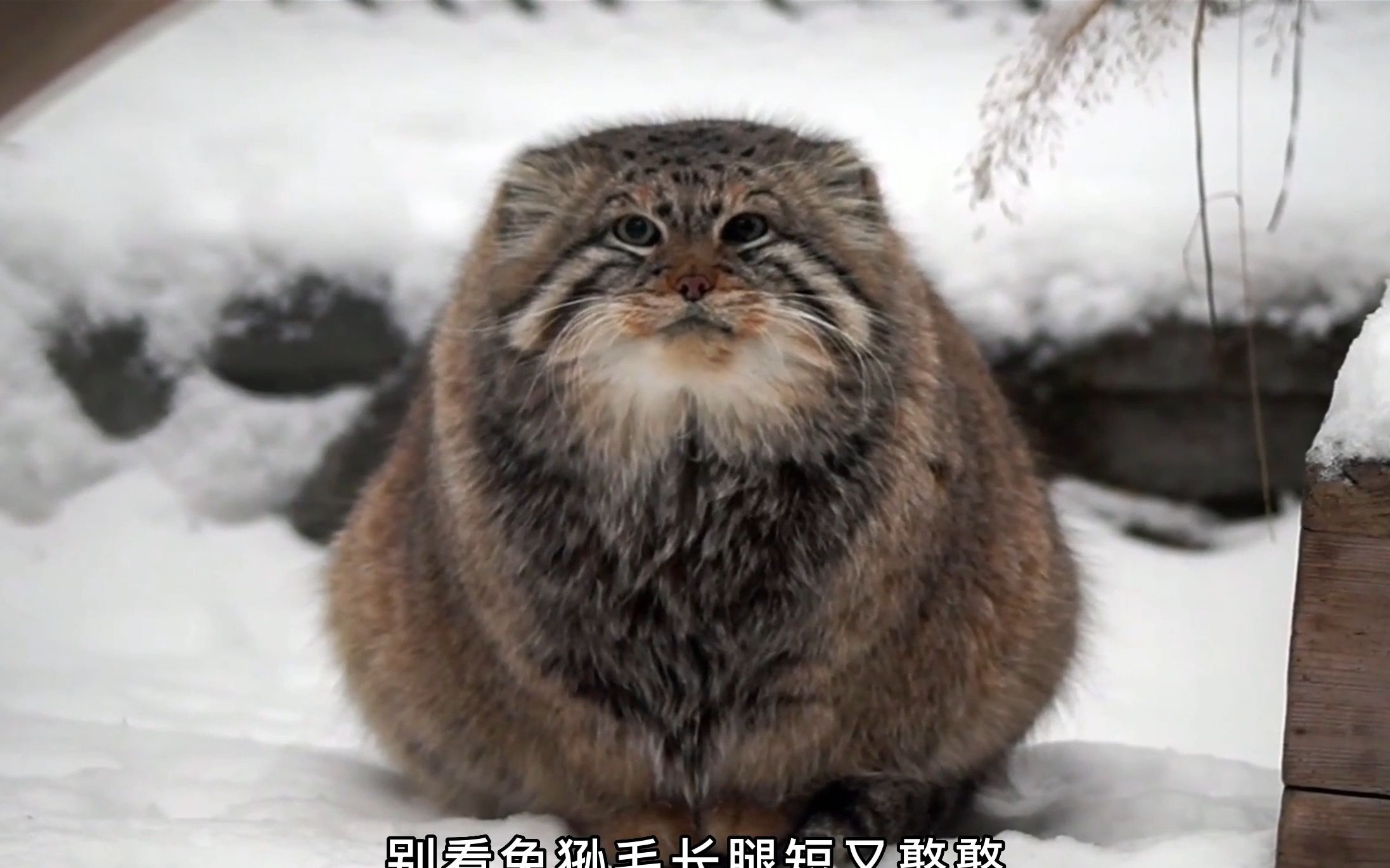 高原猛兽兔狲,就问你怕不怕?