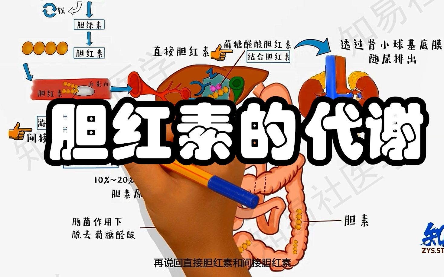 医用生物化学带背 5分钟掌握 胆红素的代谢哔哩哔哩bilibili