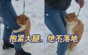 Descargar video: 当小猫咪第一次遇到雪地，怎么跟想象中的不一样？