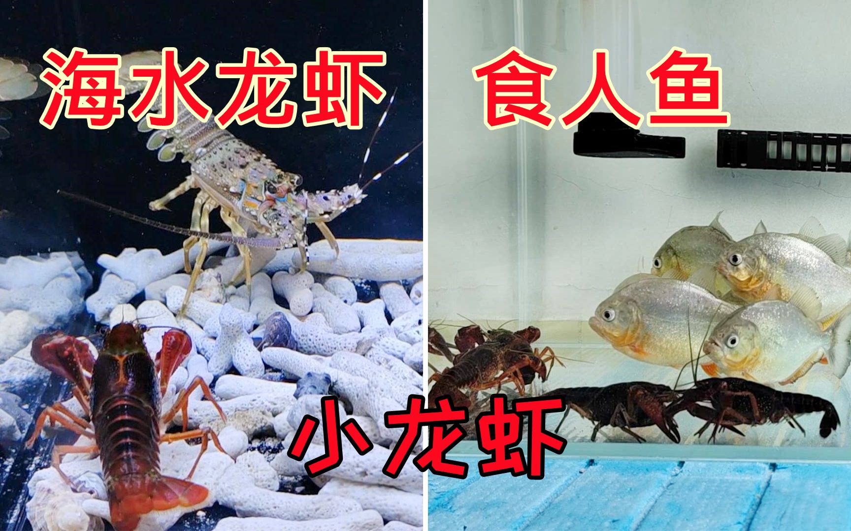 [图]淡水小龙虾遇到海水龙虾会怎样？食人鱼VS小龙虾！