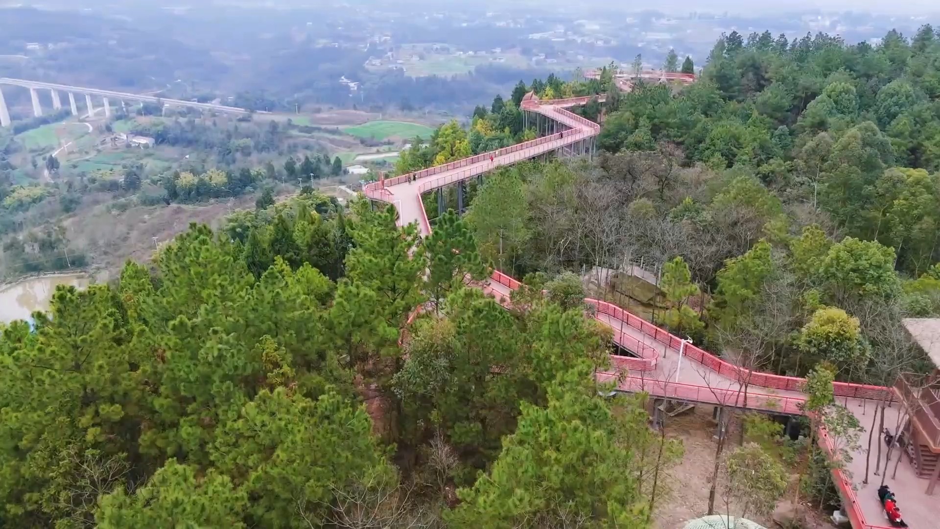 仁寿五龙山森林公园:山间彩虹等桐花