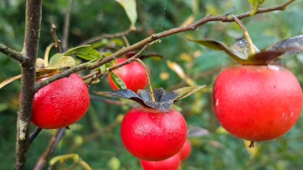 金弹子老鸦柿欣赏!柿柿如意!