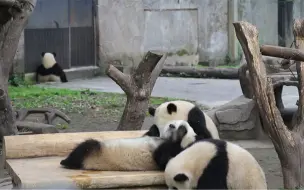 Скачать видео: 【四喜丸子莽壮壮】210330重动，盆盆奶不是来得早就喝得多的，莽壮壮啥子时才能明白这个道理！