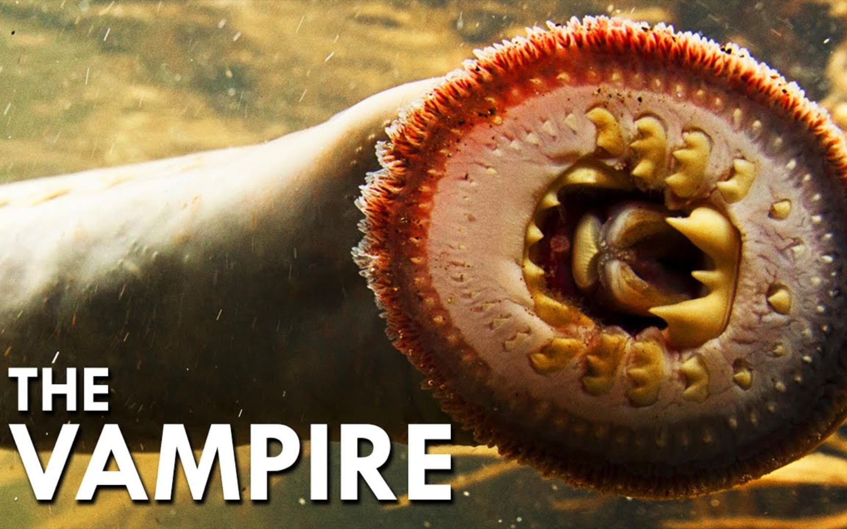 【animalogic】lamprey: the vampire fish