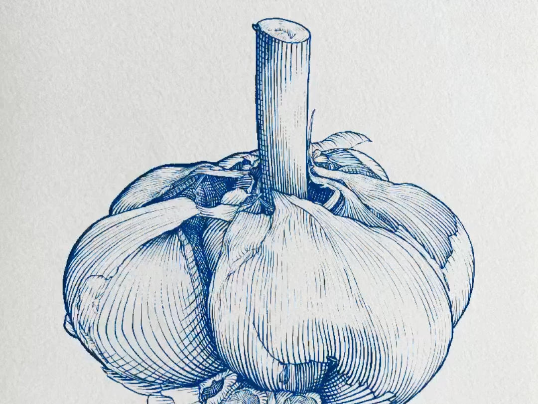 钢笔画-大蒜 |绘画过程分享
