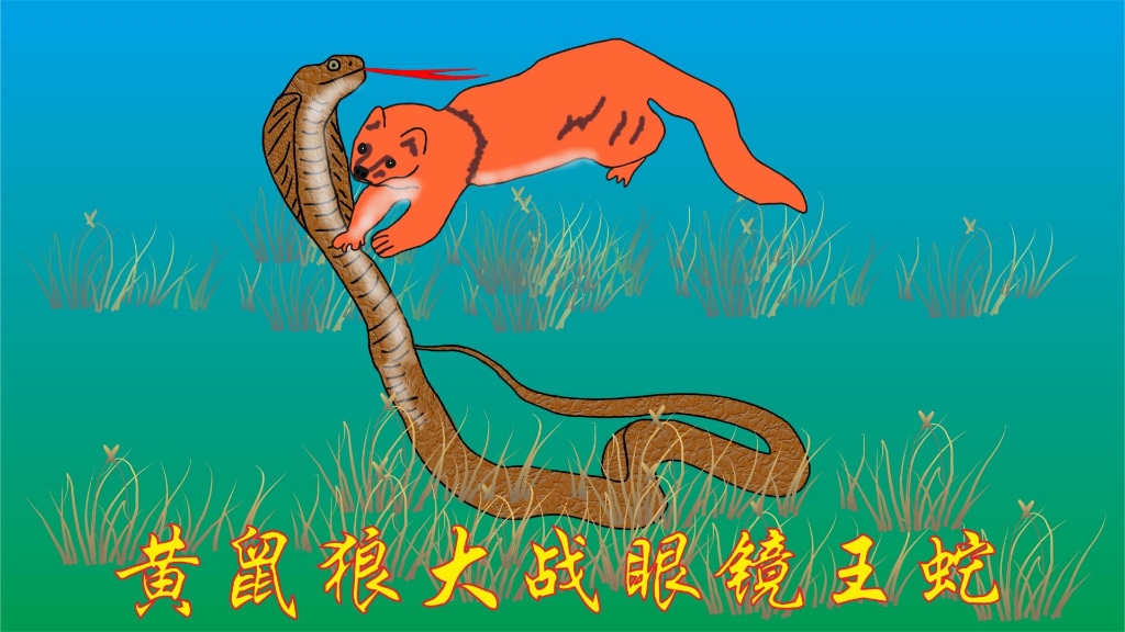 黄鼠狼大战眼镜王蛇