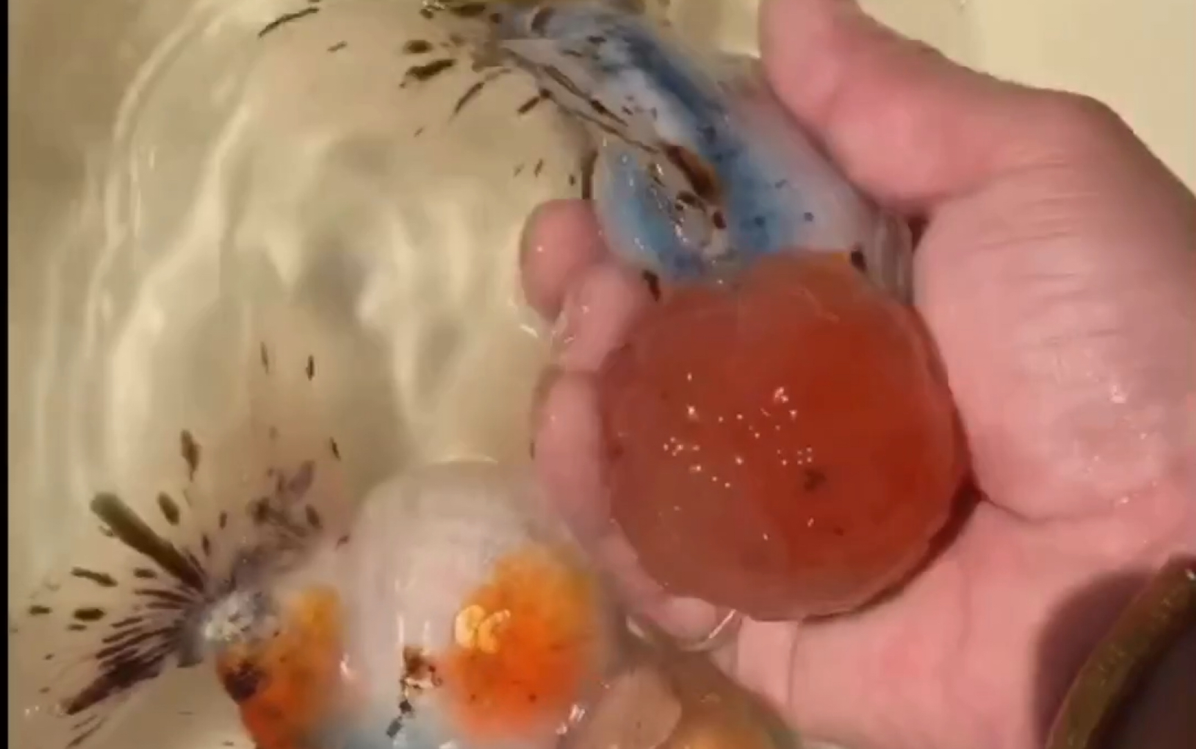 金鱼:五花狮子头