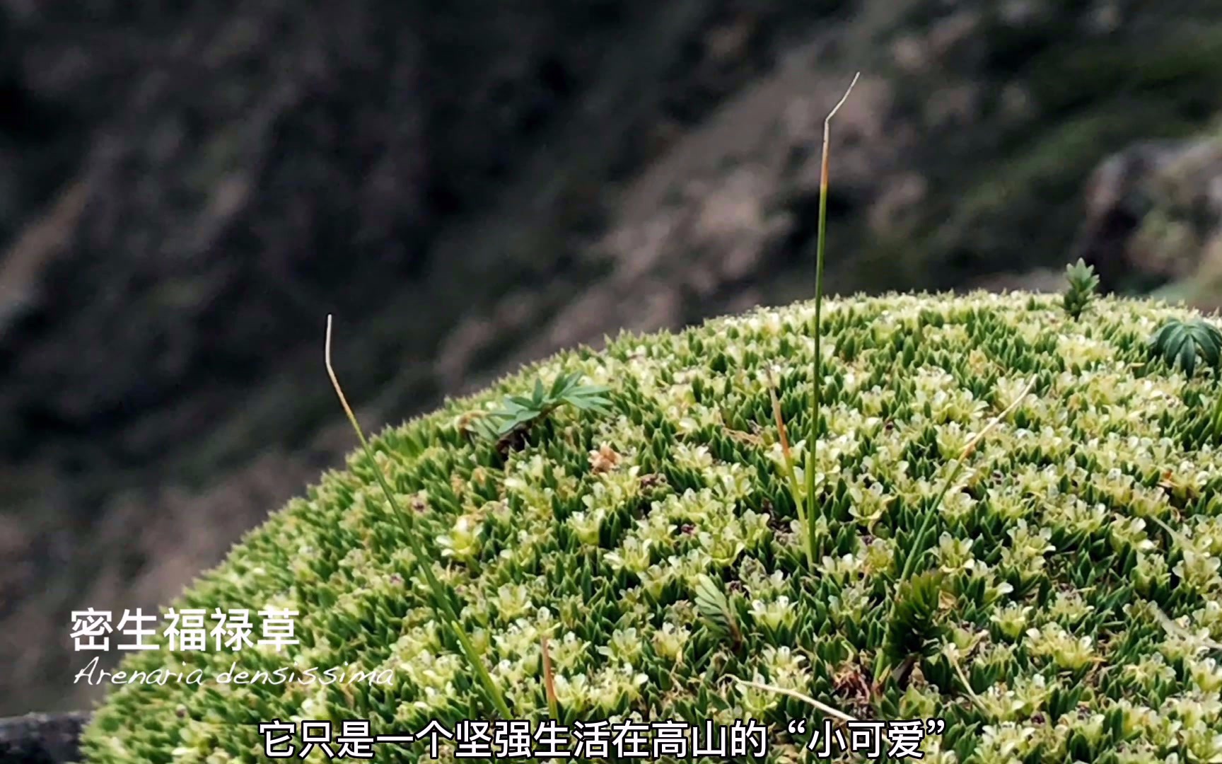 寻找高山植物——密生福禄草