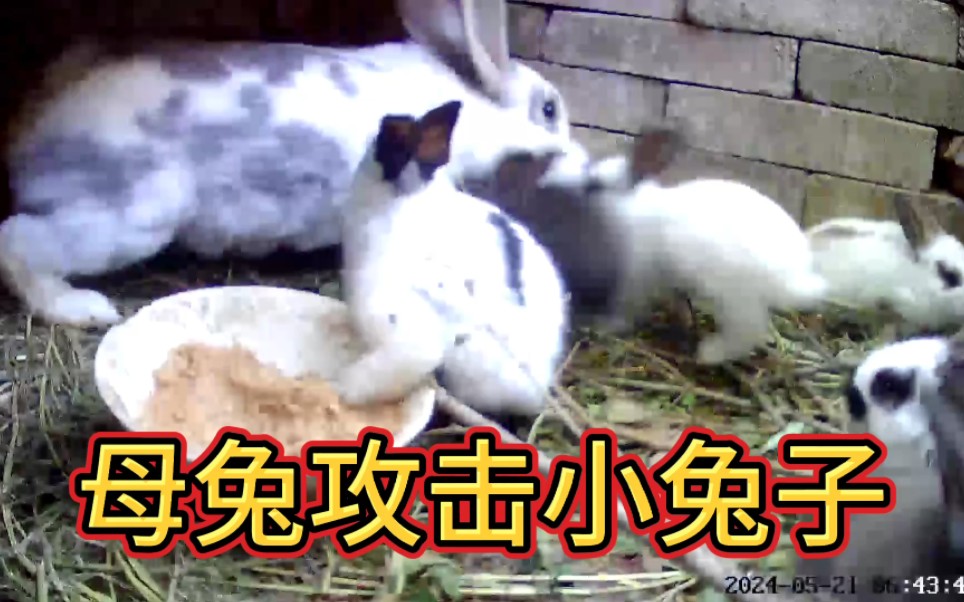 母兔给小兔喂完奶,才发现有外来小兔混在其中吃奶!母兔会怎么办