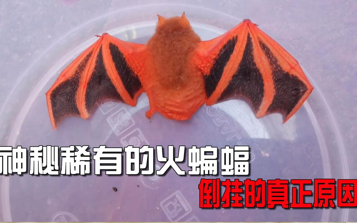 幻妖商会 微睡妖怪 蝙蝠 神秘稀有的火蝙蝠再度现身！蝙蝠倒挂睡眠的真正原因！_哔哩哔哩_bilibili