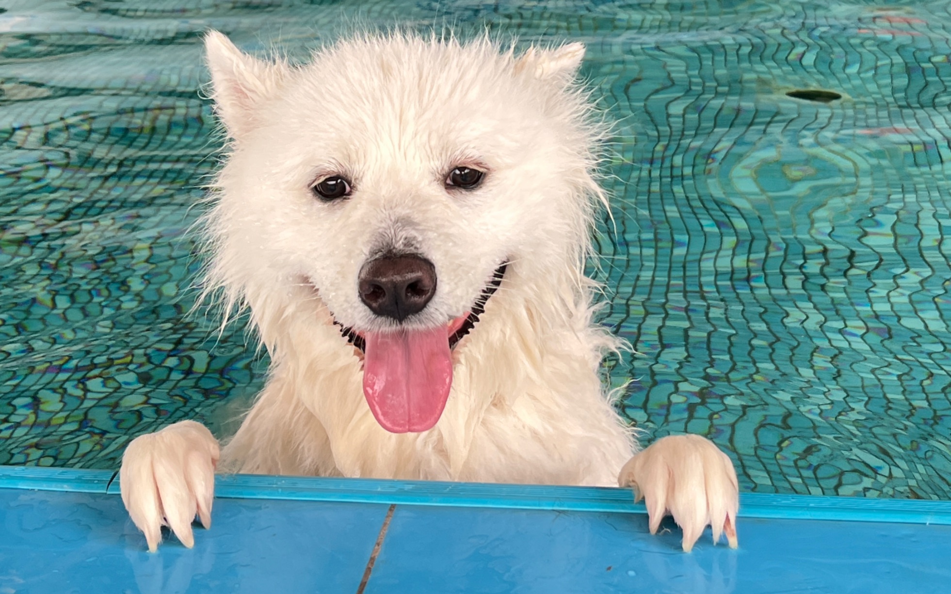 萨摩耶～烧白 第一次游泳