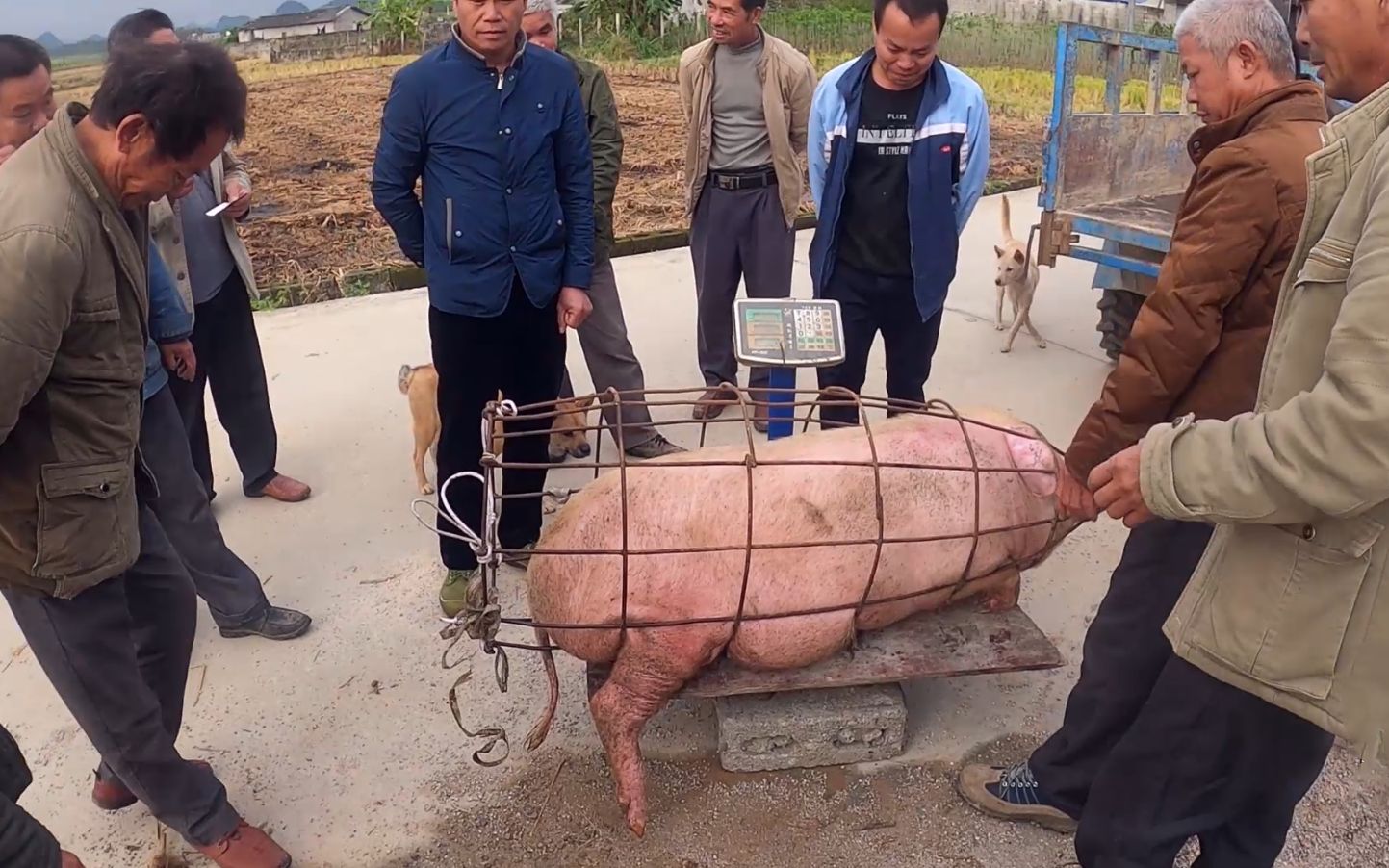 养了一年的猪今天出售,两头400多斤,小志今天发达了