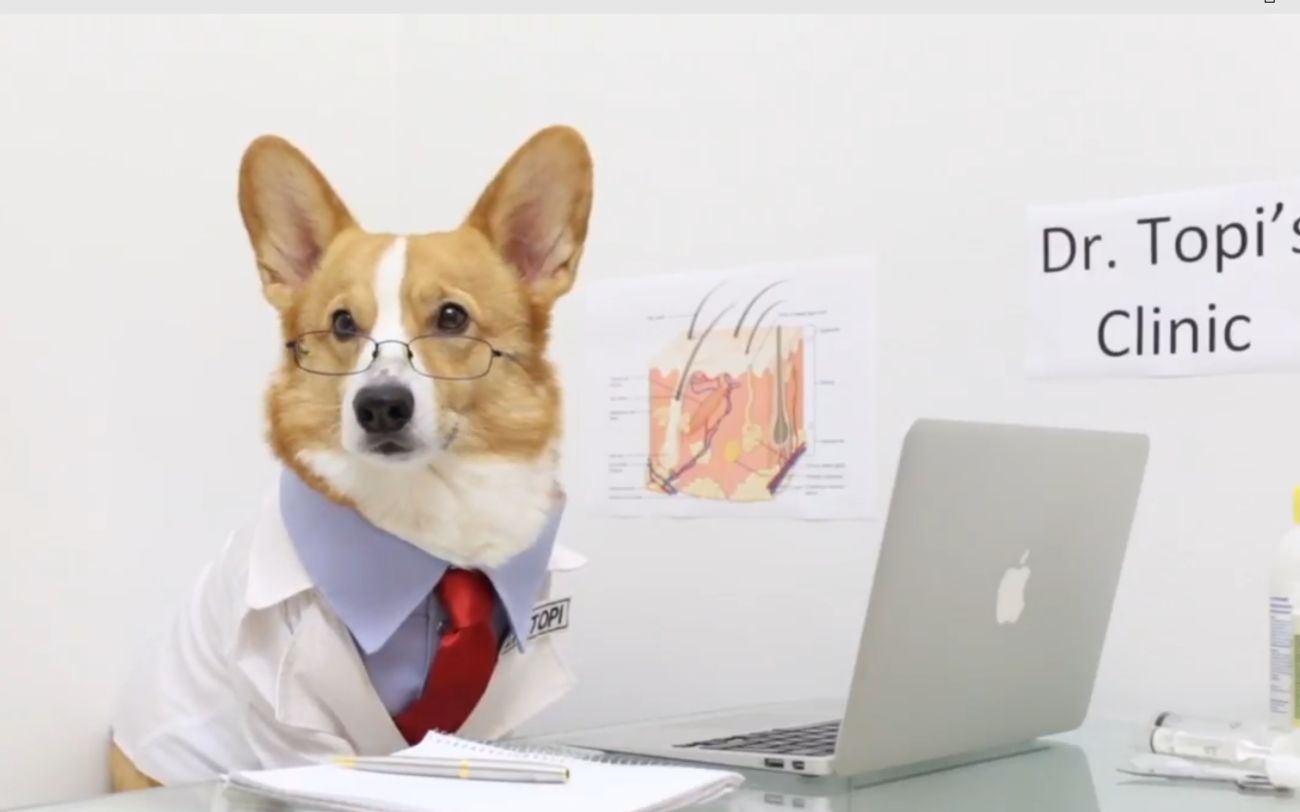 如果柯基当上医生 一定是这个样子 【@猫狗公社】