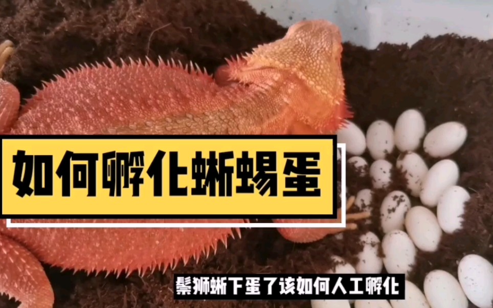 如何孵化常见蜥蜴守宫的蛋